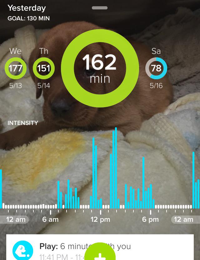 Check out the highlights of Prefontaine 's day with Whistle
#dogslovewhistle whi.st/s/gjgjyi