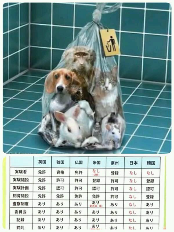 Stop Vivisection Twitter પર 残酷な動物実験を少しずつでも減らして行くためには 私たち一人一人が実験動物たちの身になって 実態を広めて行くしか方法ありません rtよろしくお願いします 動物実験 Http T Co 75vdmrnwgb Stop Vivisection Twitter પર 残酷な動物実験を少しずつでも減らして行くためには 私たち一人一人が実験動物たちの身になって 実態を広めて行くしか方法ありません rtよろしくお願いします 動物実験 Http T Co 75vdmrnwgb