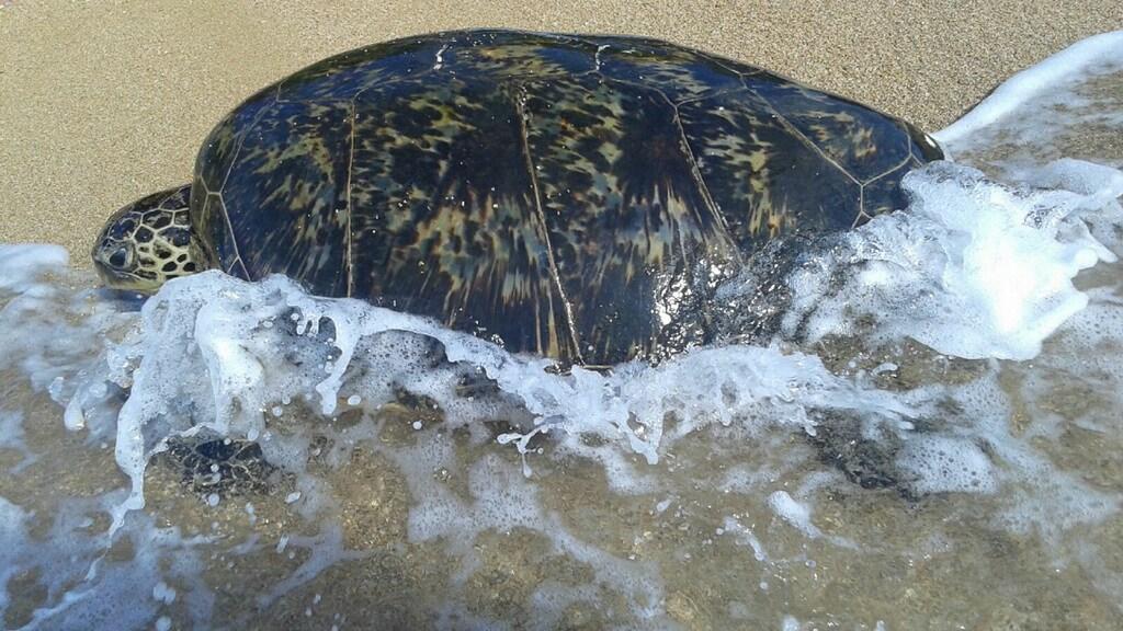 meggiesue96's tweet photo. Guess what we found in Hawaii? A sea turtle. 🐢🌊 http://t.co/kNmHJmBeGq