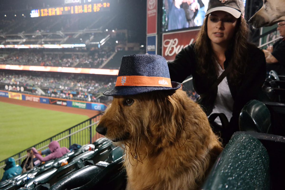 Cut4's tweet photo. Bless you, @Mets: Fedora Night + Bark at the Park = all of the cute: http://t.co/B3UjFcxF0I http://t.co/Jx83fc2oSp