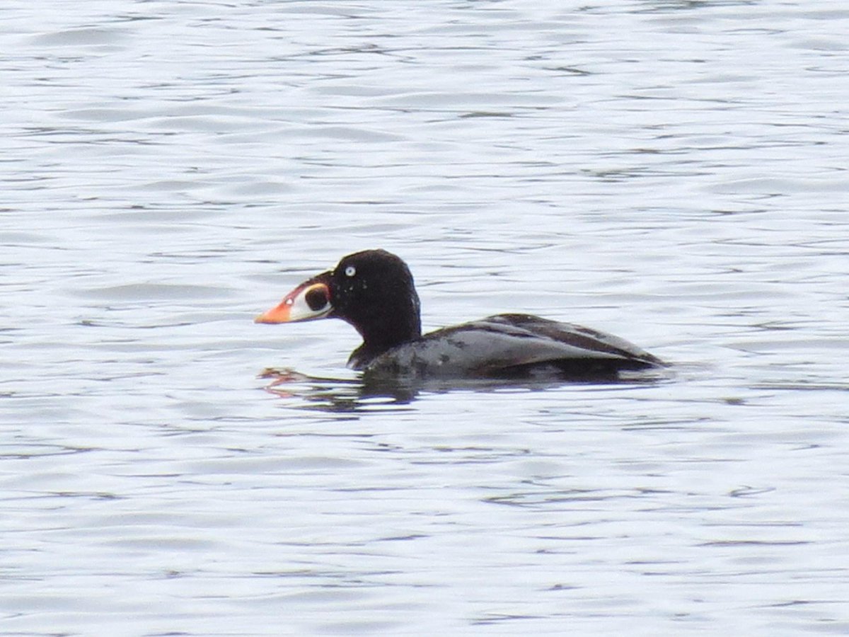 BoatBirder's tweet photo. Amazing what you can find at a sewage settling plant! #birdingoregon Wood Duck, Red-necked Phalarope, Surf Scoter ++ http://t.co/smgTHCv9BY