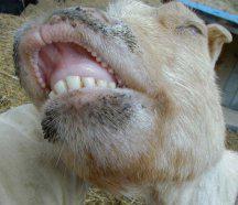 BrainUnhinged's tweet image. Goats don't have upper front teeth but they do have lower front teeth.
