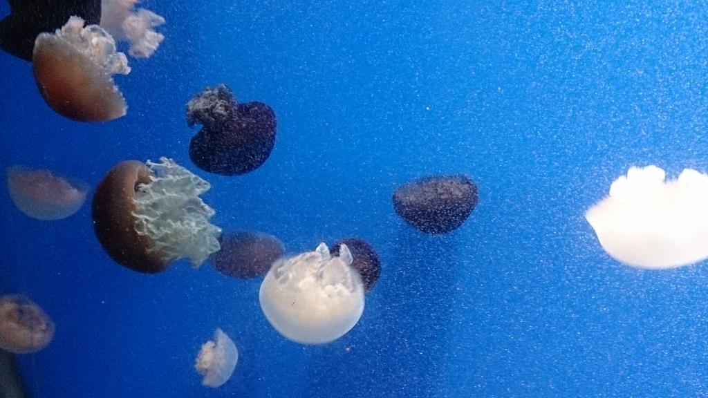 うにうに On Twitter Afp エイに刺されダイバー死亡 シンガポールの水族館 Https T Co Bwbjjcam1s シンガポールの水族館アンダーウォーターワールドで 毒のあるとげを持つアカエイにダイバーが胸を刺され死亡 アカエイを別の水族館に移送する作業をしていた際に