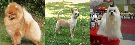 vacuumcleanersR's tweet photo. The full list of all dog breeds under 30 pounds: http://t.co/GzQLd3CWHn http://t.co/xwoP7PNpBc