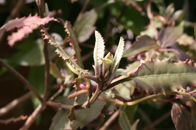 GuilfoyleAnnie's tweet photo. Thought my Olearia ilicifolia hadn't survived the winter and relocation, phew! #itpaysofftowait Glad I gave it time! http://t.co/z8dNFMFRTH