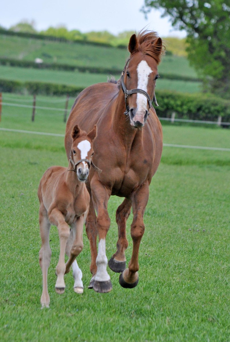 angclark60's tweet photo. China Cherub and Ruby just gone to Norton Grove Stud. Next foal by
Monsieur Bond! http://t.co/bmcrqZtvKa