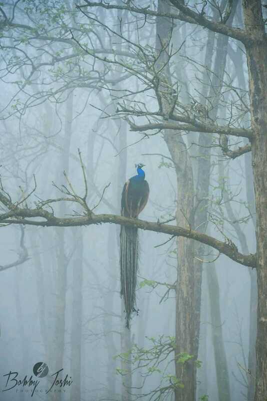 Global_Pix's tweet photo. Peacock in the misty woods http://t.co/wyyye14oXY