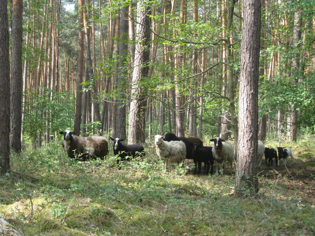 3mausimhaus's tweet image. @iSchnupper Die Bilder von Deiner gestrigen #PartybeiSchnupper sind wirklich gut gelungen! #Sheepcontent