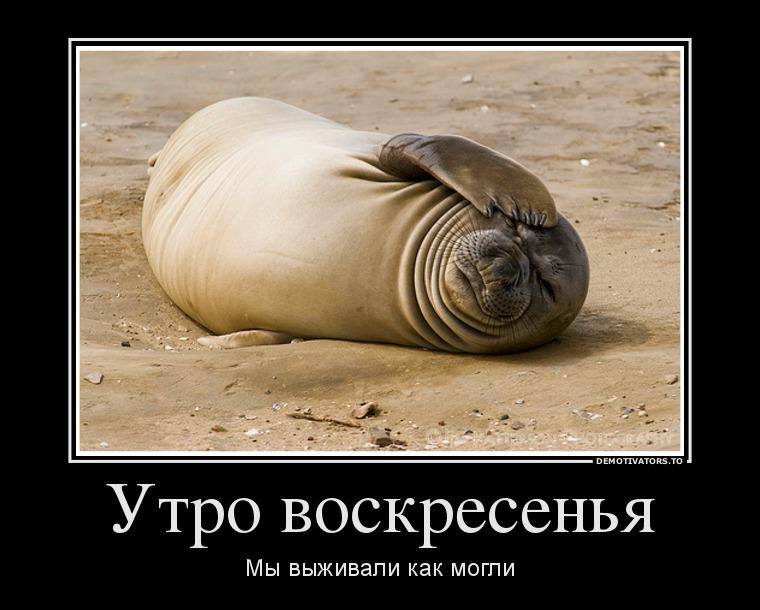 Воскресенье утро картинки прикольные смешные