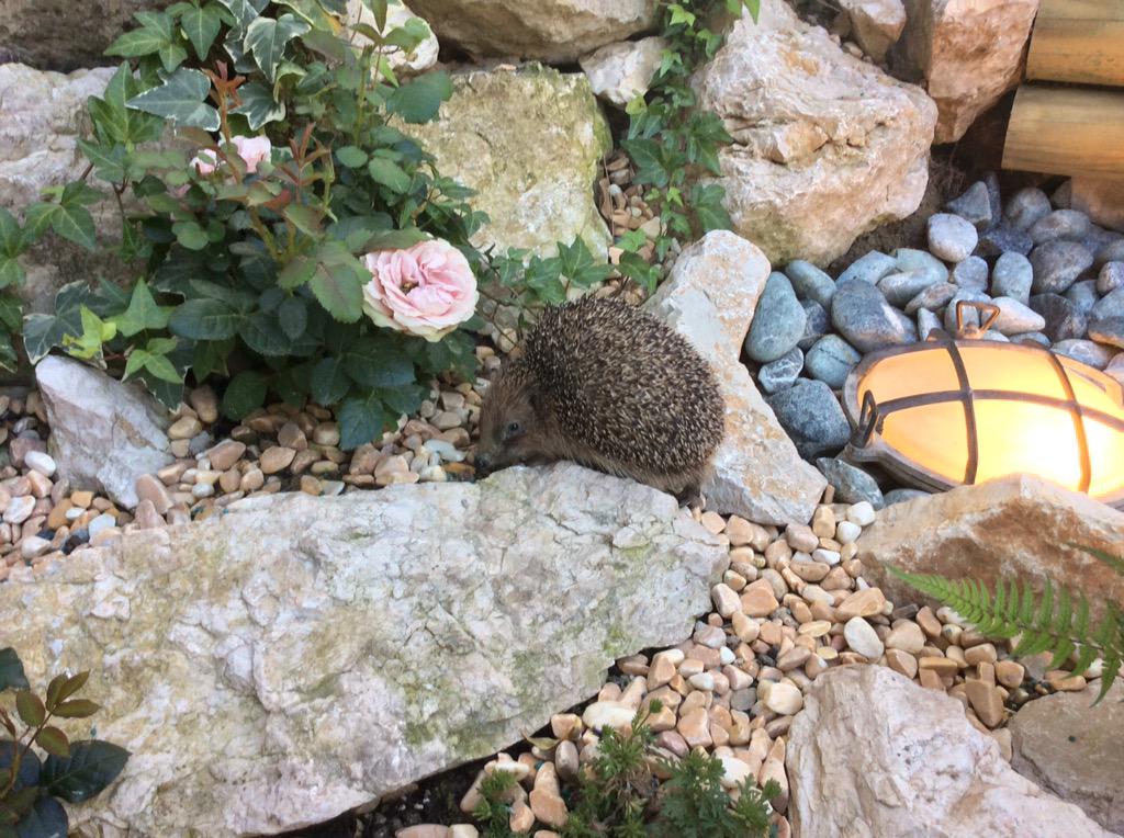HotelPresidentL's tweet photo. Ecco il nostro piccolo #ospite d'onore di ieri sera! #riccio #fiori #primavera #natura #lignano #riviera http://t.co/1TWSNs28B5