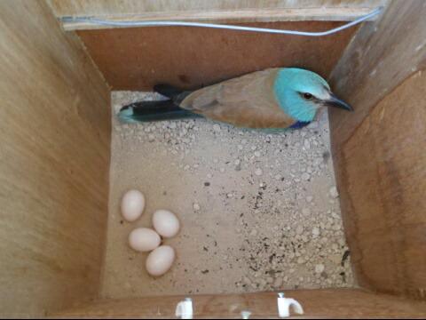 beardybirder's tweet image. Finally have a roller using one of our nest boxes #rollerresearch #boutbloodytime