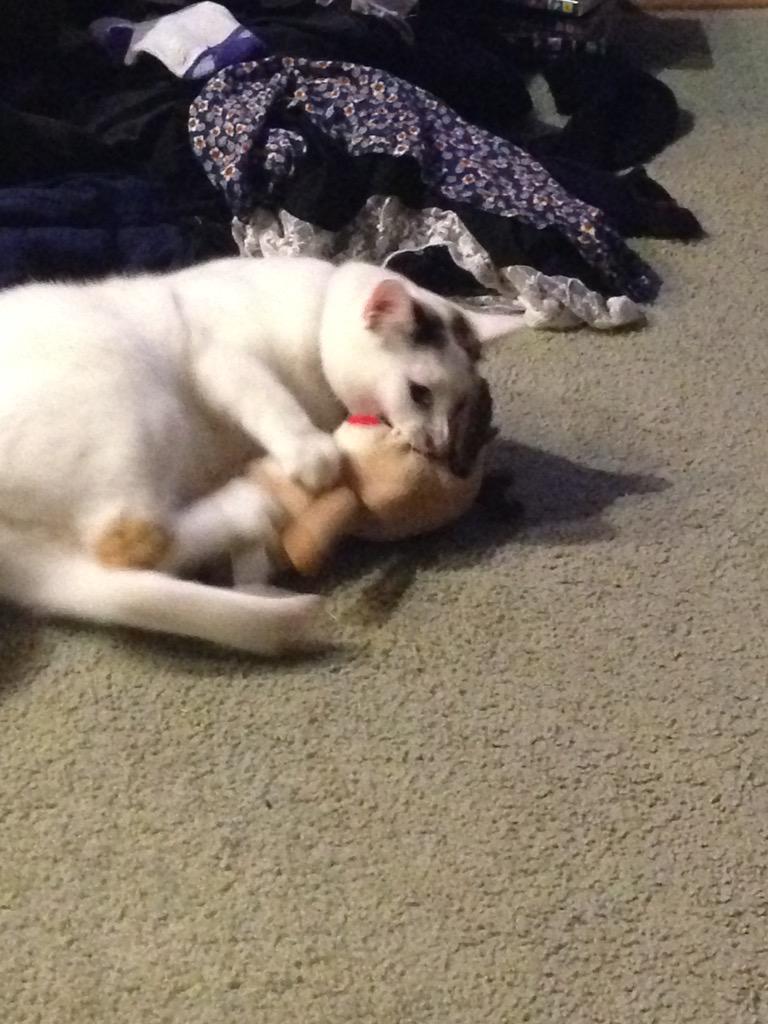 SansiaSG's tweet photo. Remind me to never mess with a cat...
Vicious bloody things http://t.co/9NWTHN6Kah