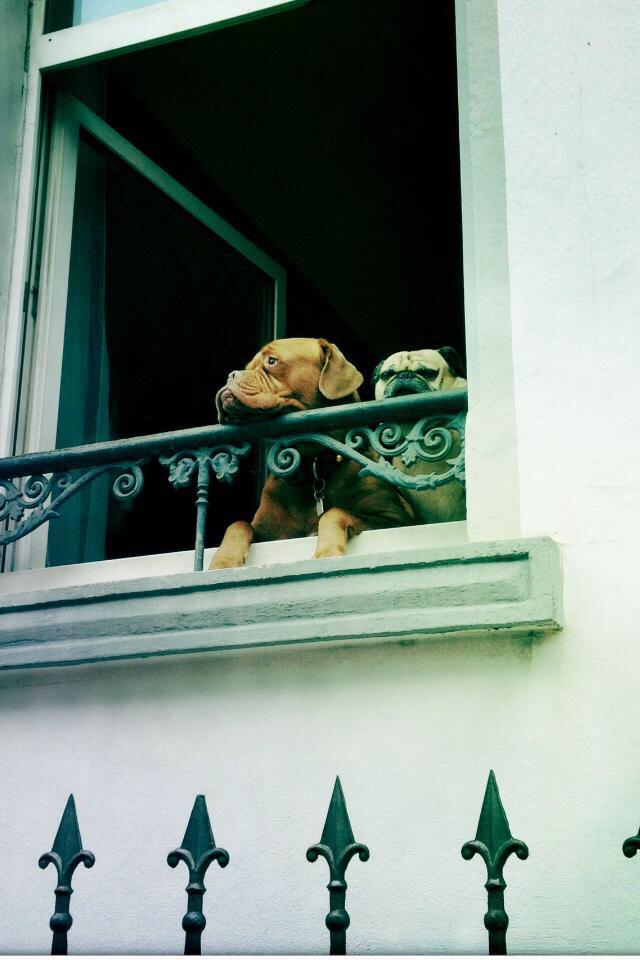 _kathoom's tweet photo. #cute #bff #dog #windows #lovliday http://t.co/qoPvfPyqcf