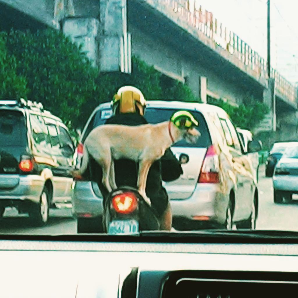 FRAEGMZ's tweet image. #EDSA #kungfudog