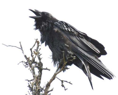 Shakespeare_300's tweet photo. "Swift, swift you dragons of the night! that dawning/ May bare the raven's eye." Cym II.2 #ShakespeareSunday #Iachimo http://t.co/LaGGmsxVvp