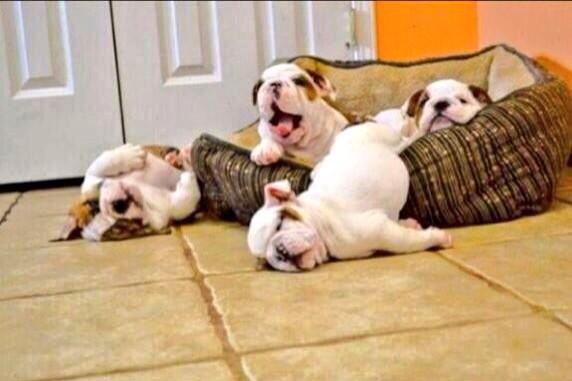 MichaelDAClarke's tweet photo. Mission: Get out of bed.

Status: Fail! http://t.co/yZhEcwe6vt