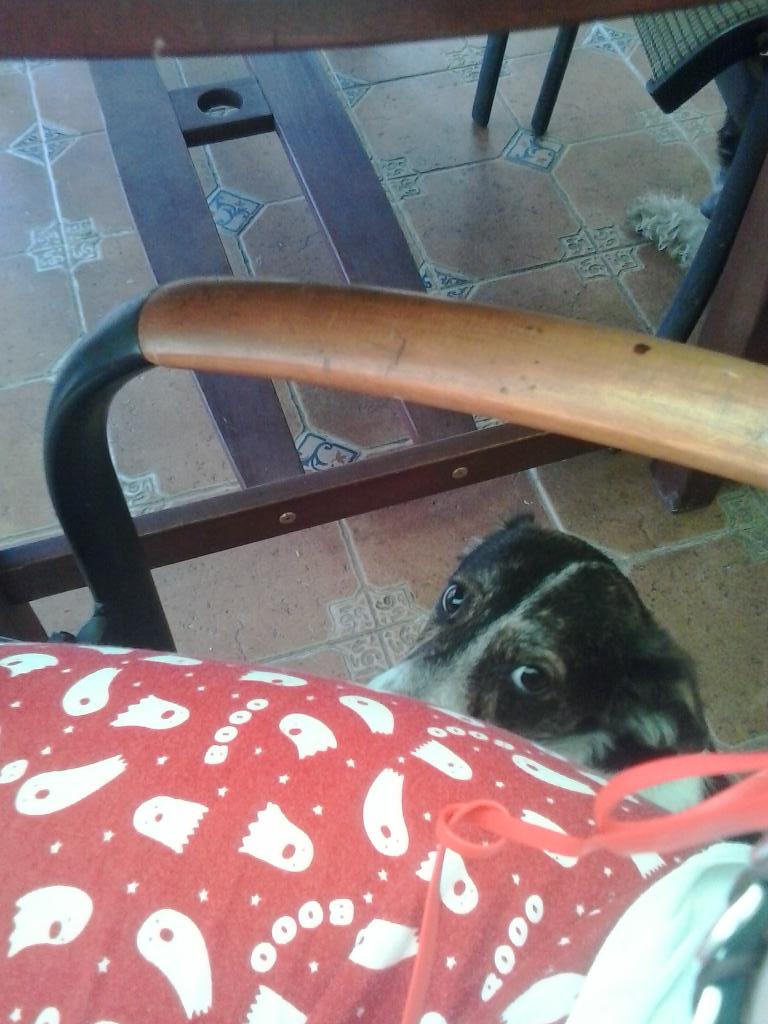 Dango_eSports's tweet photo. Te vigilo mientras duermes xDé #PerroEspia #TeVigila #TeObserva http://t.co/q9rluhTowo