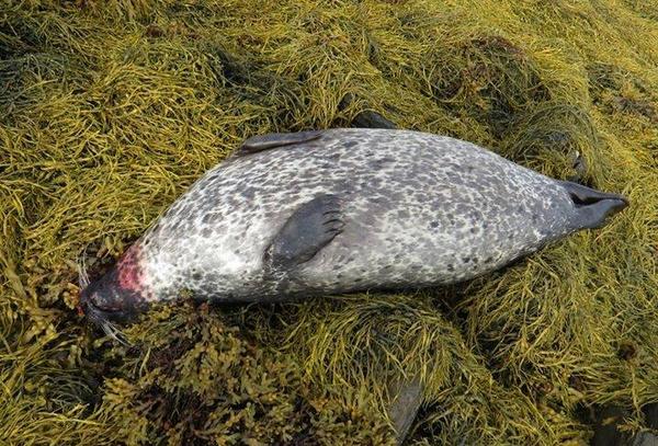Seasaver tweet picture