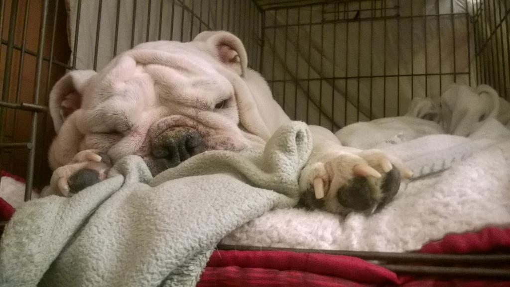BryantTuppy's tweet photo. This sums up the day AFTER #bryantgrad2015 in one pic http://t.co/UvmbFcKuxX