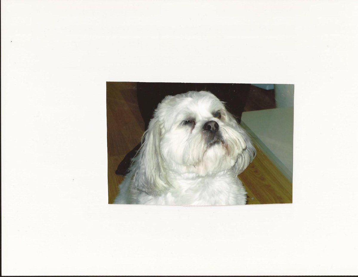 MPolakovs's tweet photo. @killer_kitsch @DubGroom My Bert goes to #Alisens in Blackpool http://t.co/CIwdiWLiwr