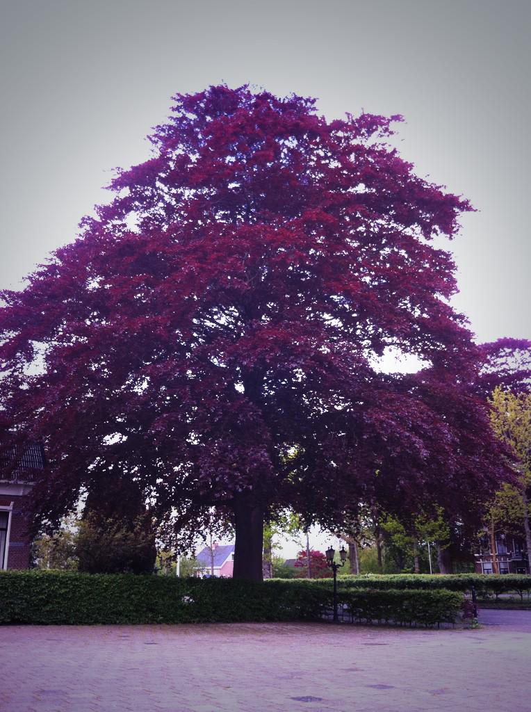 Prachtige grote beuk bij heit zijn huis! Bijna te groot voor foto maar zo mooi ..:)