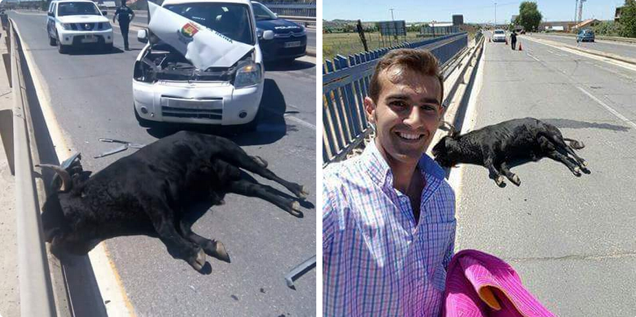 ecorepublicano's tweet photo. Vergonzoso el torero Sergio Blasco se hace un selfie con el toro atropellado en Talavera.
http://t.co/s8pl5ZJizh http://t.co/Z9sMmuoxkl