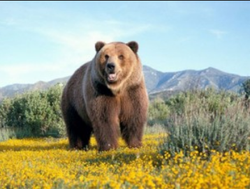 martukibm's tweet photo. oso pardo, animal en España con peligro de extincion @Ciencias_SEK  #CTMA  #UNIDAD12 http://t.co/49oZjU3Gp6