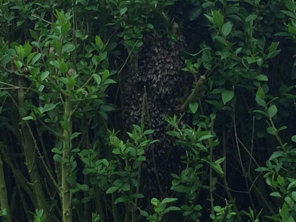 vamp_007's tweet photo. At least these honeybees were friendly when they moved in. http://t.co/eDbjcm0LDi
