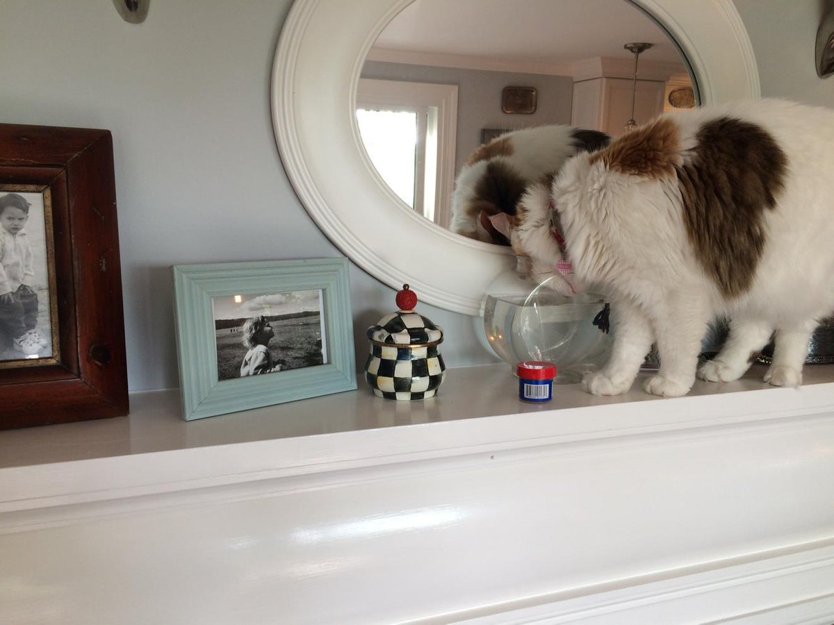 MegMegegreen's tweet photo. #fishing kitty http://t.co/w50kqyXgXv