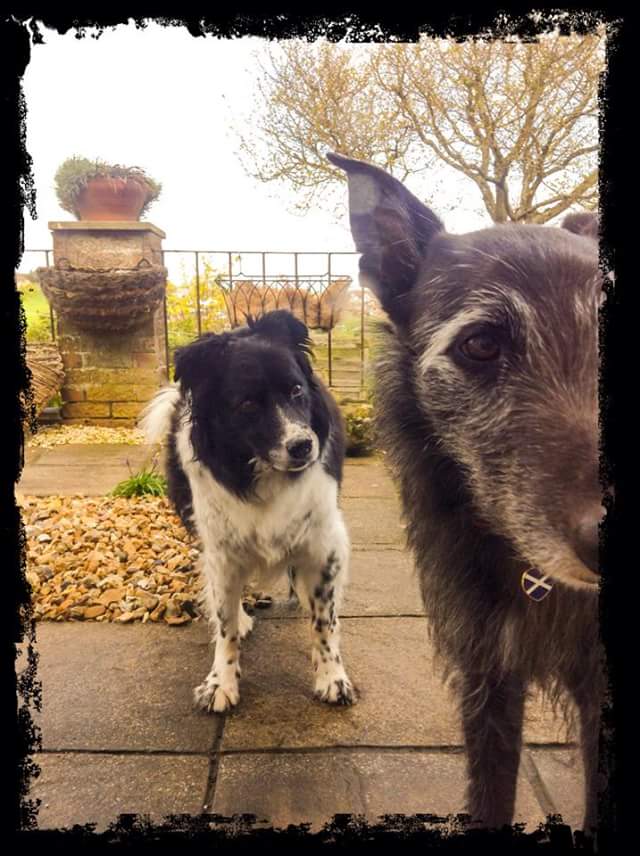 BJ_McIntyre's tweet photo. Fly wanting to play but Jack not having any of it!! http://t.co/NeDGXpWzhN
