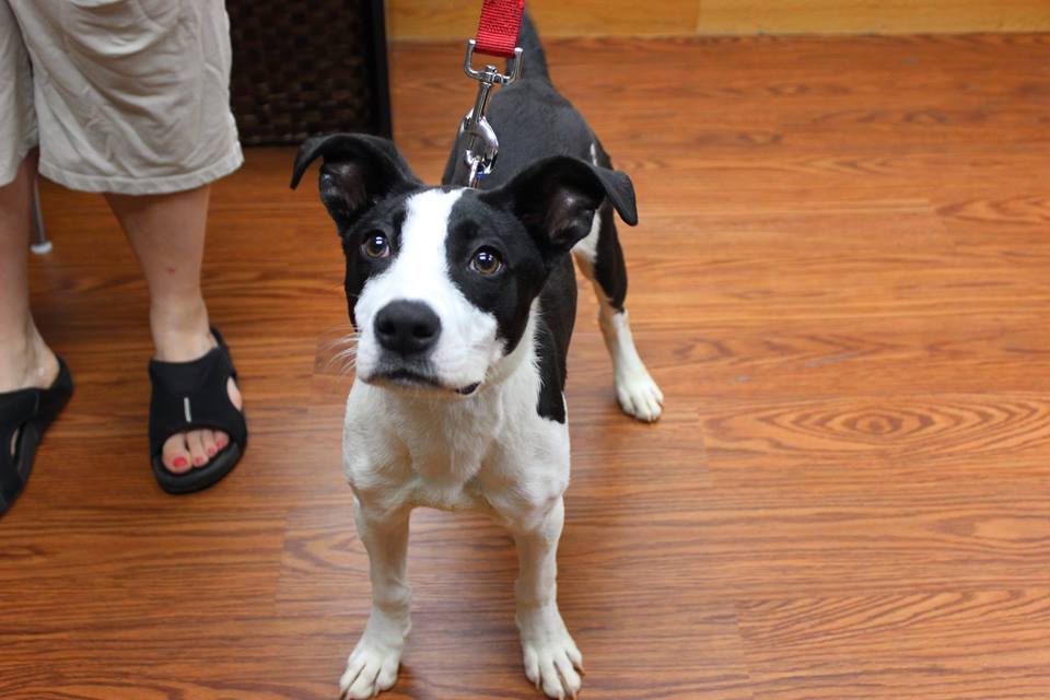 chdogrescue's tweet photo. Welcome Snoopy! He is 25lbs of super sweet, eager-to-please adorable doggie! Snoopy is 7 months old. http://t.co/AUmYtsJNmq