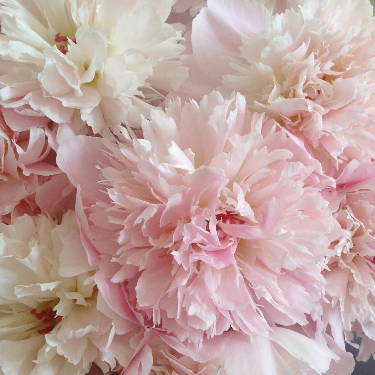 FloweJr's tweet image. Peony Jr.