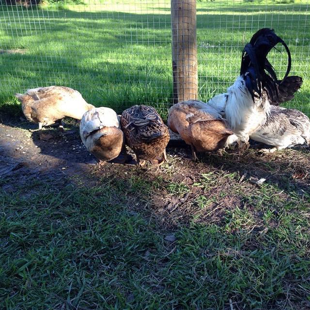 CausaFelicidad's tweet image. Sharing is caring! Our duckies and chickens having some lunch together! #ducks #duckblog #duckgirl #duckdiaries #du…