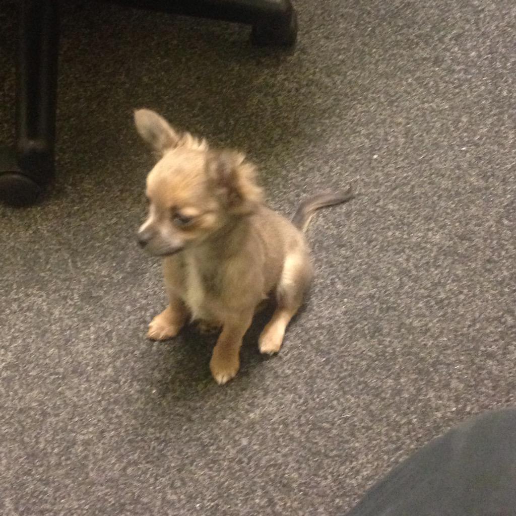 nickjordanx's tweet photo. Bosses dog is sooo fucking tiny #puppy http://t.co/Q5IbzvSo7u