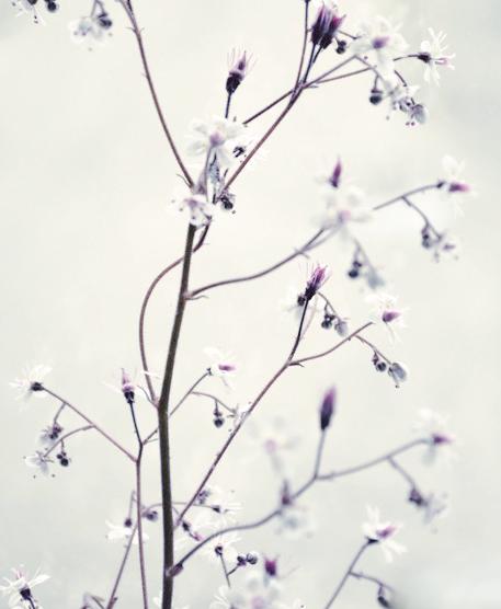 FloweJr's tweet image. The darling buds of May.