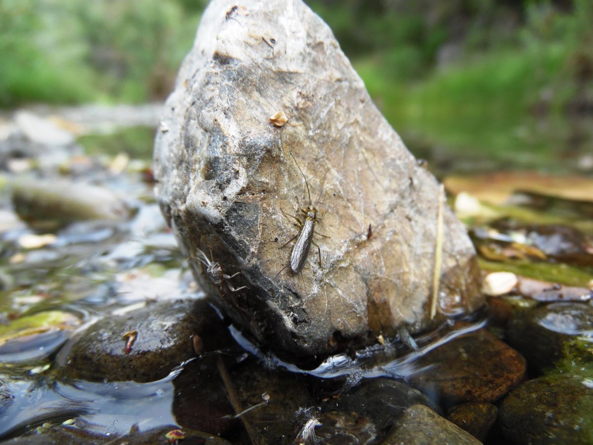 mtbogan's tweet photo. Arroyo stripetails (Isoperla adunca) race to emerge before this intermittent stream dries for summer #stoneflysunday http://t.co/GquocBckyQ