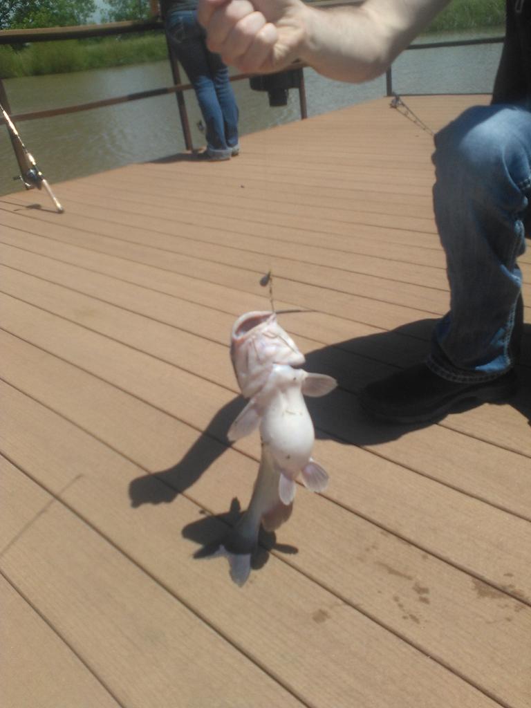allenm393's tweet photo. Hey no big deal just a 2 lb 4 ounce catfish I got!! http://t.co/7PsdvXmcQV