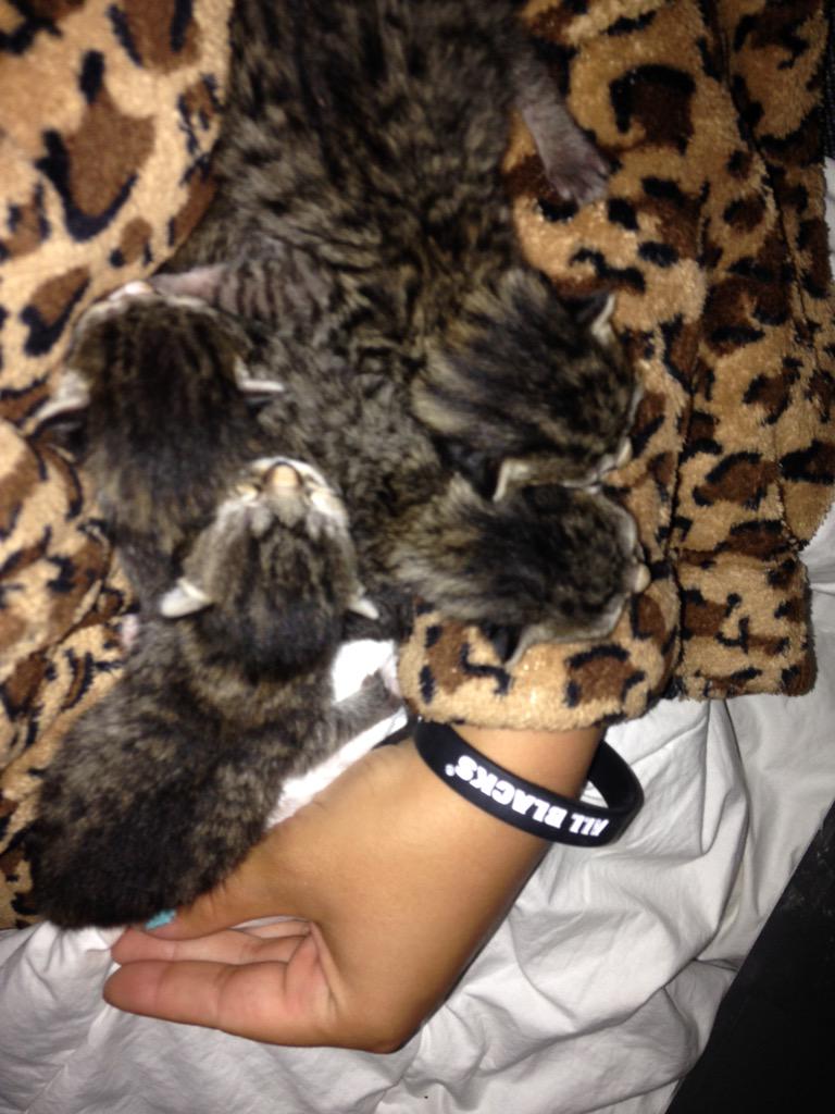 Svstrtn's tweet photo. Vriendjes 😻 http://t.co/9Ogu5L54OY