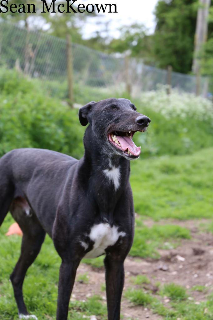 Hampshire Greyhound tweet media