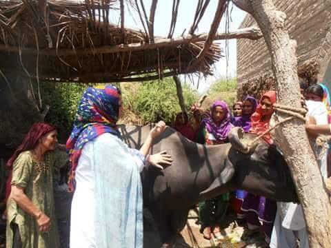 buriroGM's tweet image. Lady Veterinary Officer giving training in a Village under #BBSYDP (Live Stock Department GOS) #WomenEmpowerment #PPP