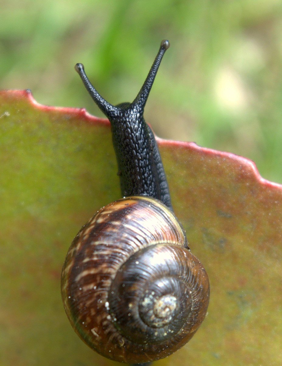 paiskiKM's tweet photo. Tämä veijari muutamine kavereineen löytyi tänään vuorenkilpipenkistä. #lehtokotilo #copsesnail http://t.co/3B16hcIory