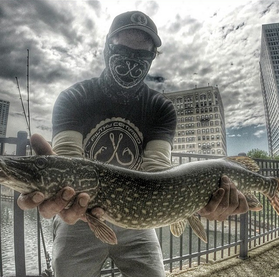 filthyanglers's tweet photo. @THEGEOREPORT again with a nice Pike out of Lake Michigan in Chicago. Again this dude is #certifiedfilthy http://t.co/eAlL4bQ4Pw