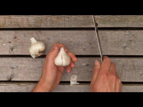 How To Plant Garlic For An Early Harvest vid.staged.com/erup #rawfood #health
