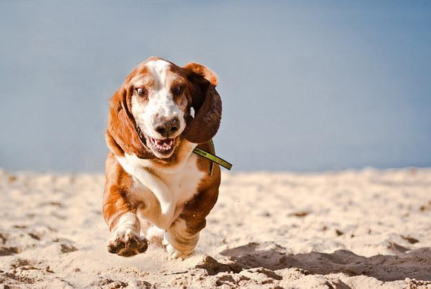 BuzzFeedUK's tweet photo. 11 Basset hounds running towards their dreams http://t.co/w9GdU0jtPP http://t.co/iEHSvCuNHC