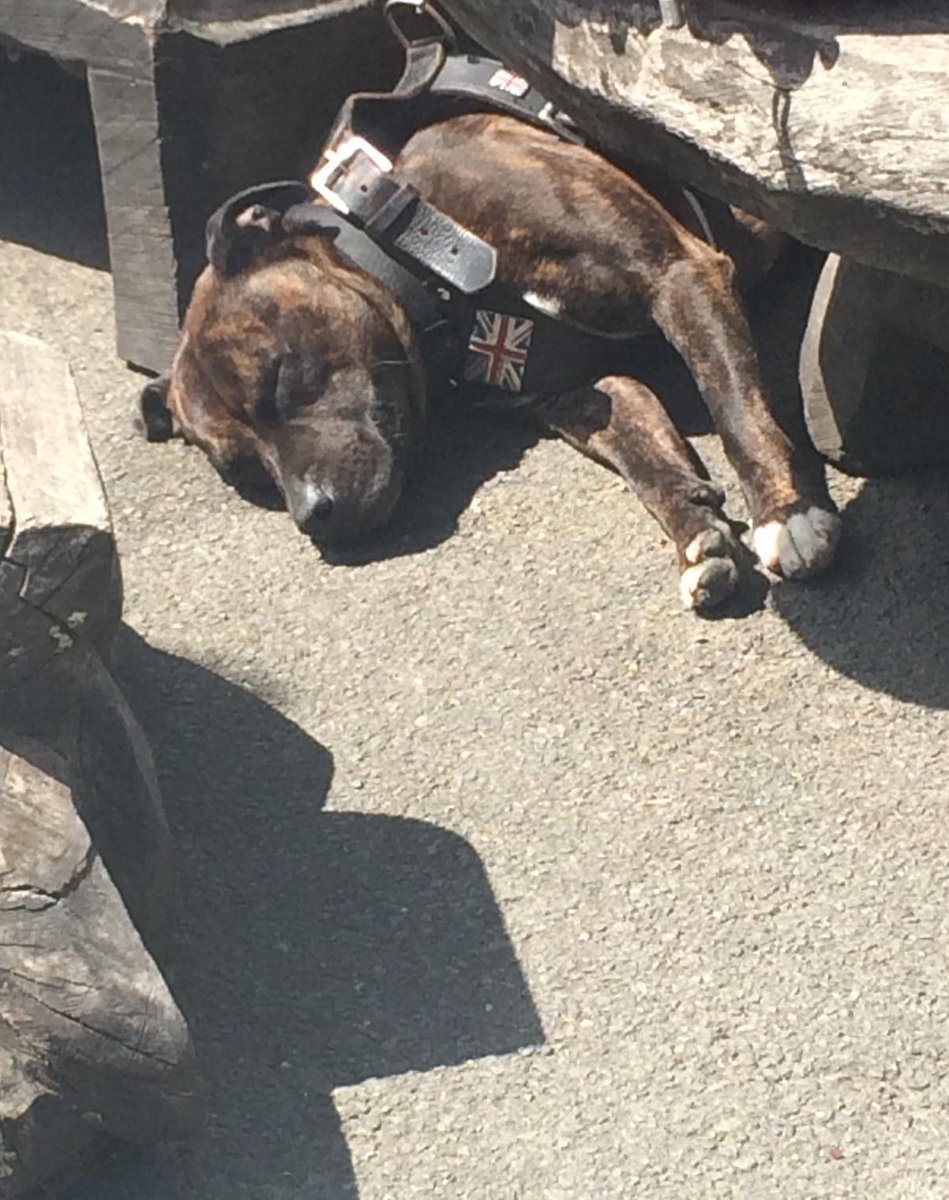 littlewisehen's tweet photo. Sonne. Schlaf. Voller Bauch. Gemütlichkeit.   

Das Leben ist schön! 😂 https://t.co/1A74JqmnFI