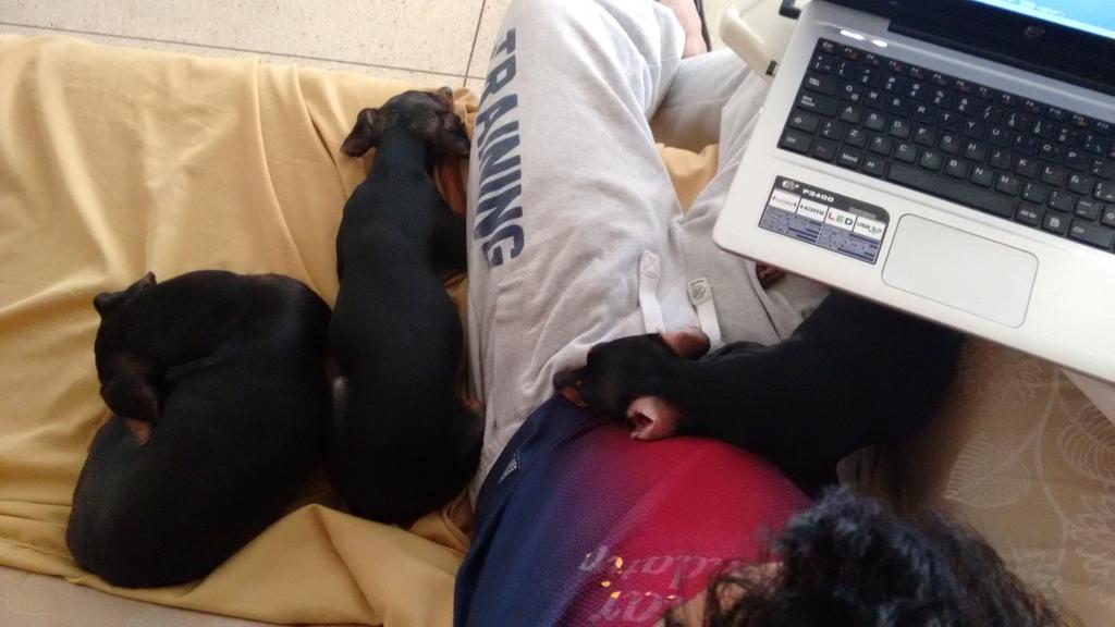Angelalarcon86's tweet photo. @anaislegonia mientras tanto, como se trabaja con tanto sueño en el ambiente? :) http://t.co/zac182EJQo