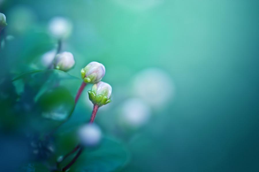arifgraphy's tweet photo. Nature is beautiful, even if it's a tiny flower ...
#Nature #Macro #Flower #MacroPhotography #arifgraphy #Magic_Light http://t.co/nincnjvwrJ