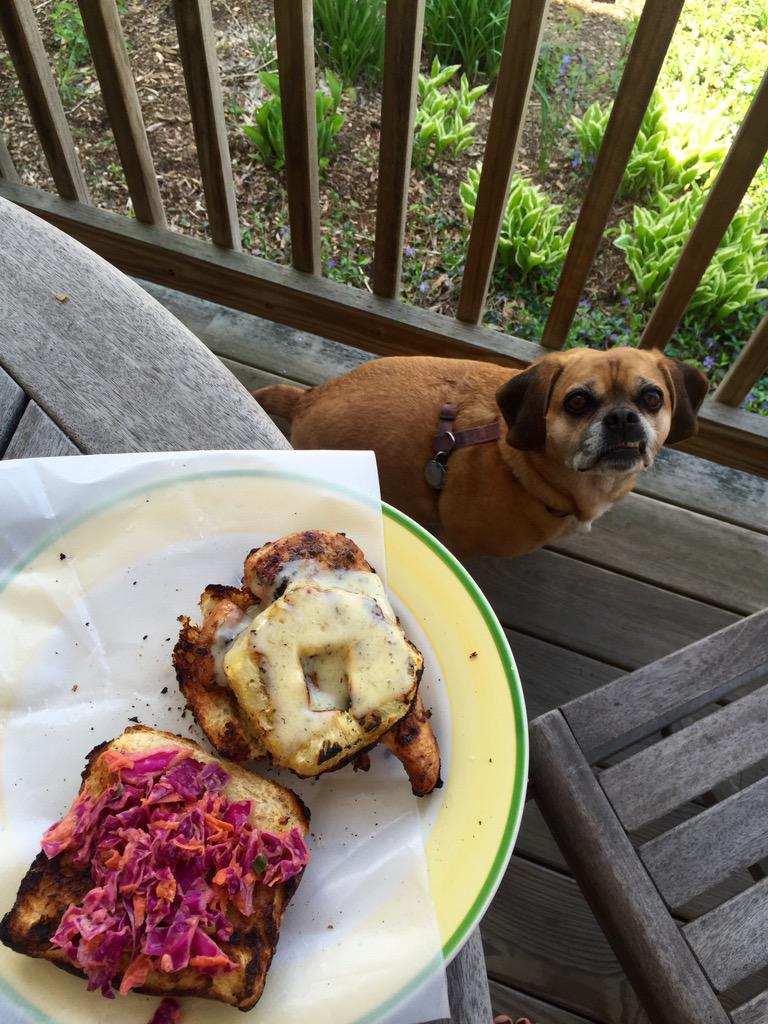 HappyPuggle's tweet photo. Mom!! Is that for me???? #hungrypuggle http://t.co/Ti5dk2XMcL