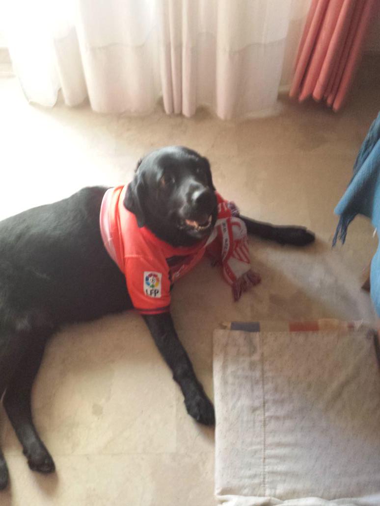 Beginho97's tweet photo. #VarsoviaPasaPorGol @Gol_Television  Sería capaz de todo para que ella vaya a Varsovia http://t.co/tLOdVHj0np
