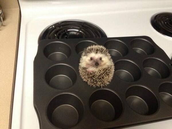 j_farrow_93's tweet photo. "@ThatsEarth: For anyone who is feeling a bit sad, here's a hedgehog in a baking tray. http://t.co/aC04MBg3AG"@Chelseabrooke29